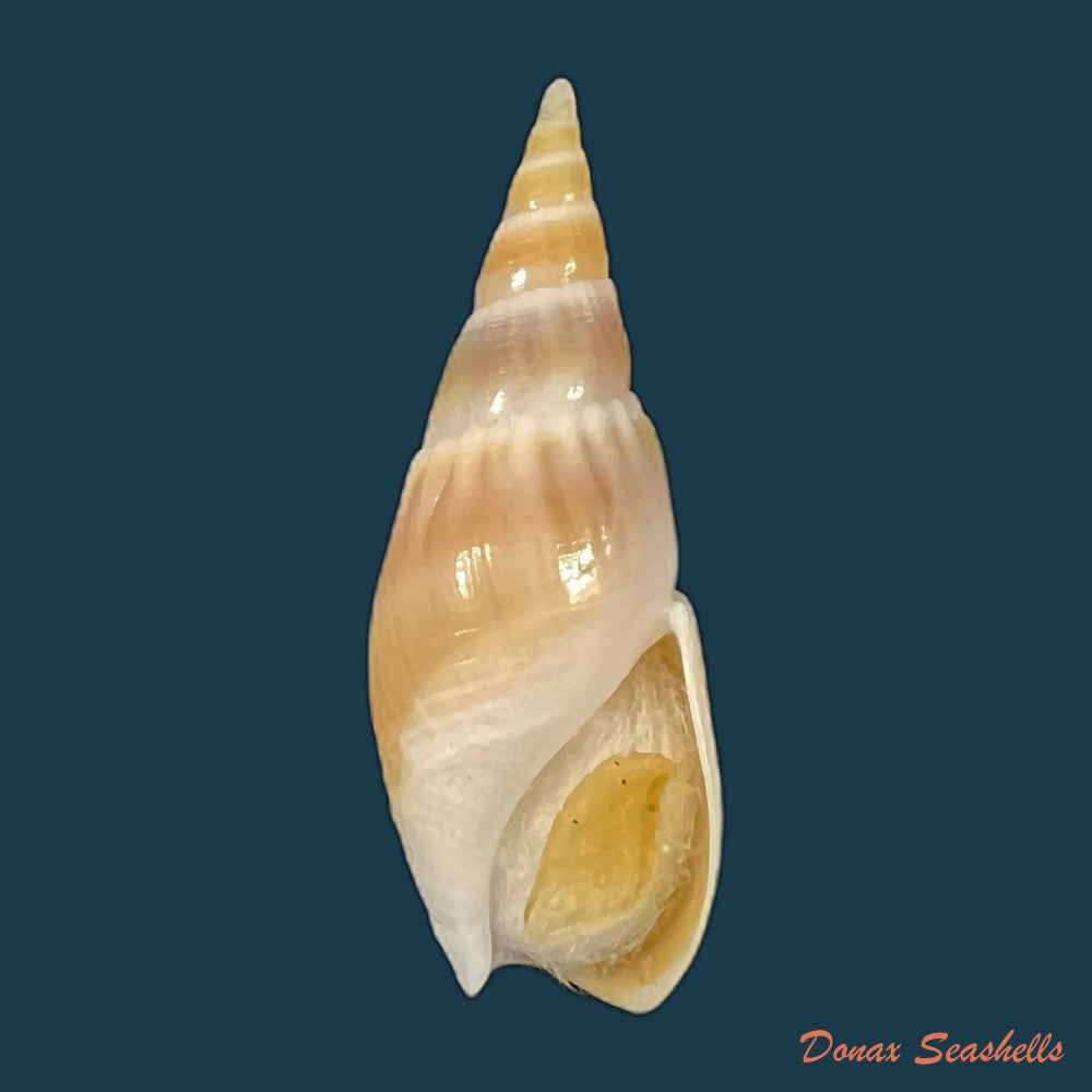 bullia-natalensis-krauss-1848-37mm-copia