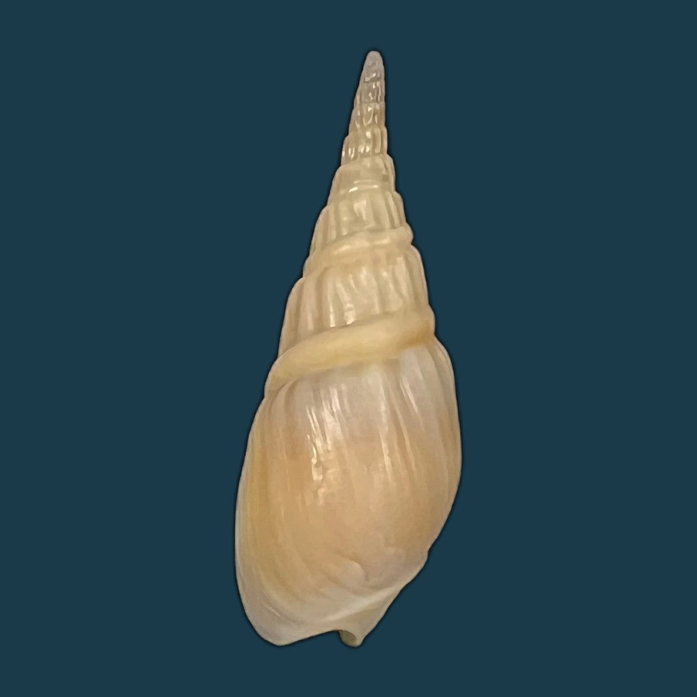 bullia-rhodostoma-reeve-1847-35mm-copia
