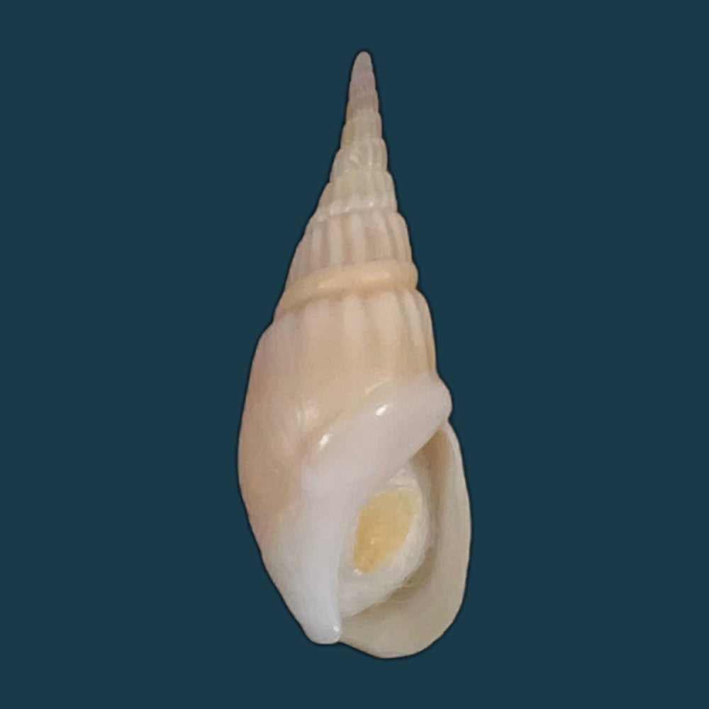 bullia-rhodostoma-reeve-1847-35mm-copia