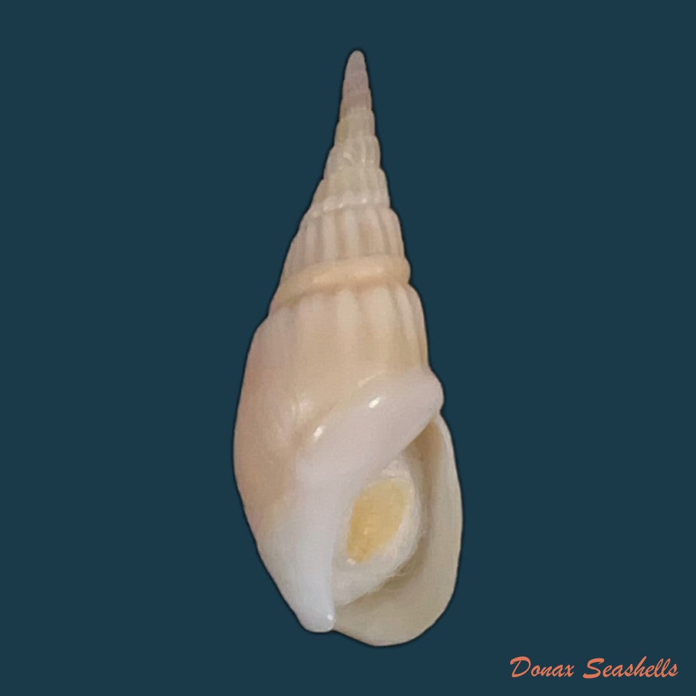 bullia-rhodostoma-reeve-1847-35mm-copia