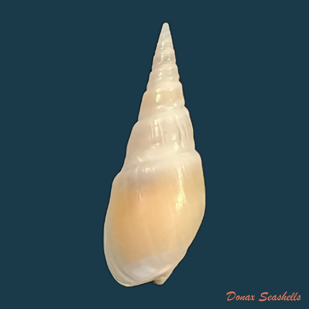 bullia-semiplicata-j-e-gray-1833-32-5mm-copia