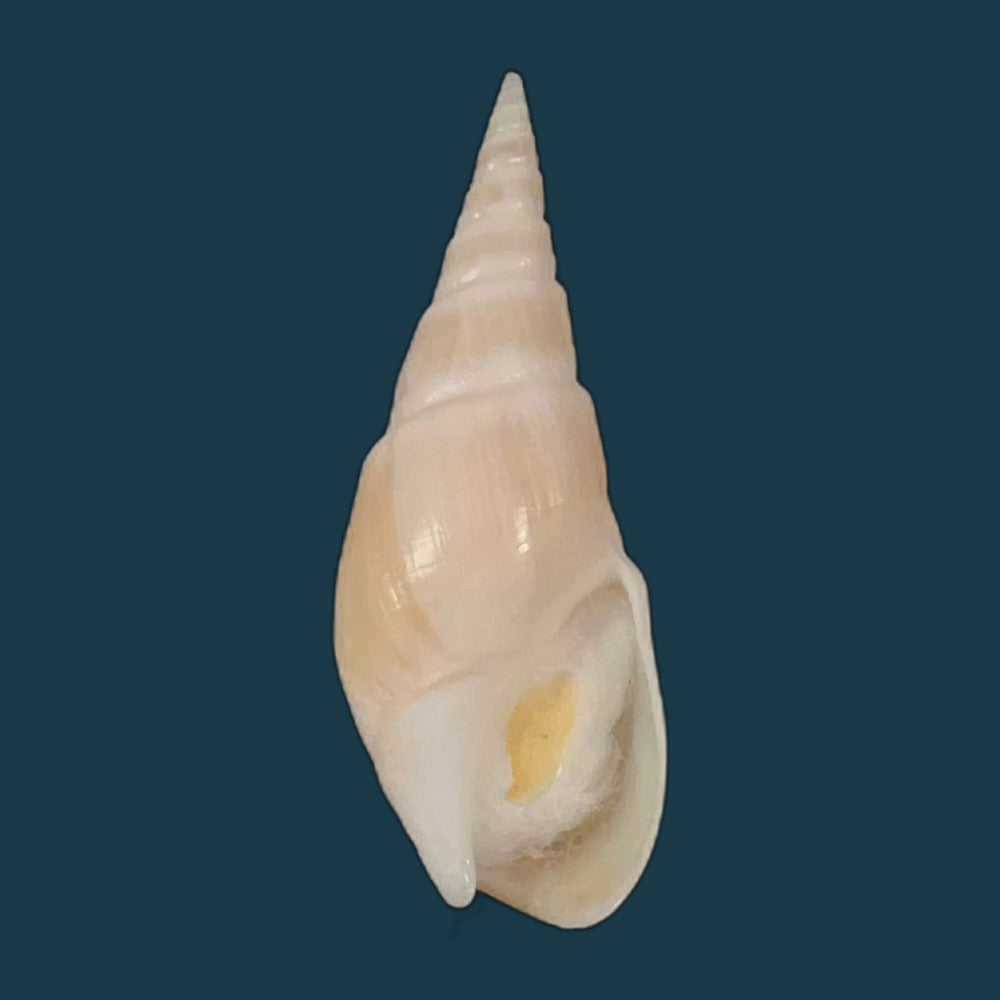 bullia-semiplicata-j-e-gray-1833-32-5mm-copia
