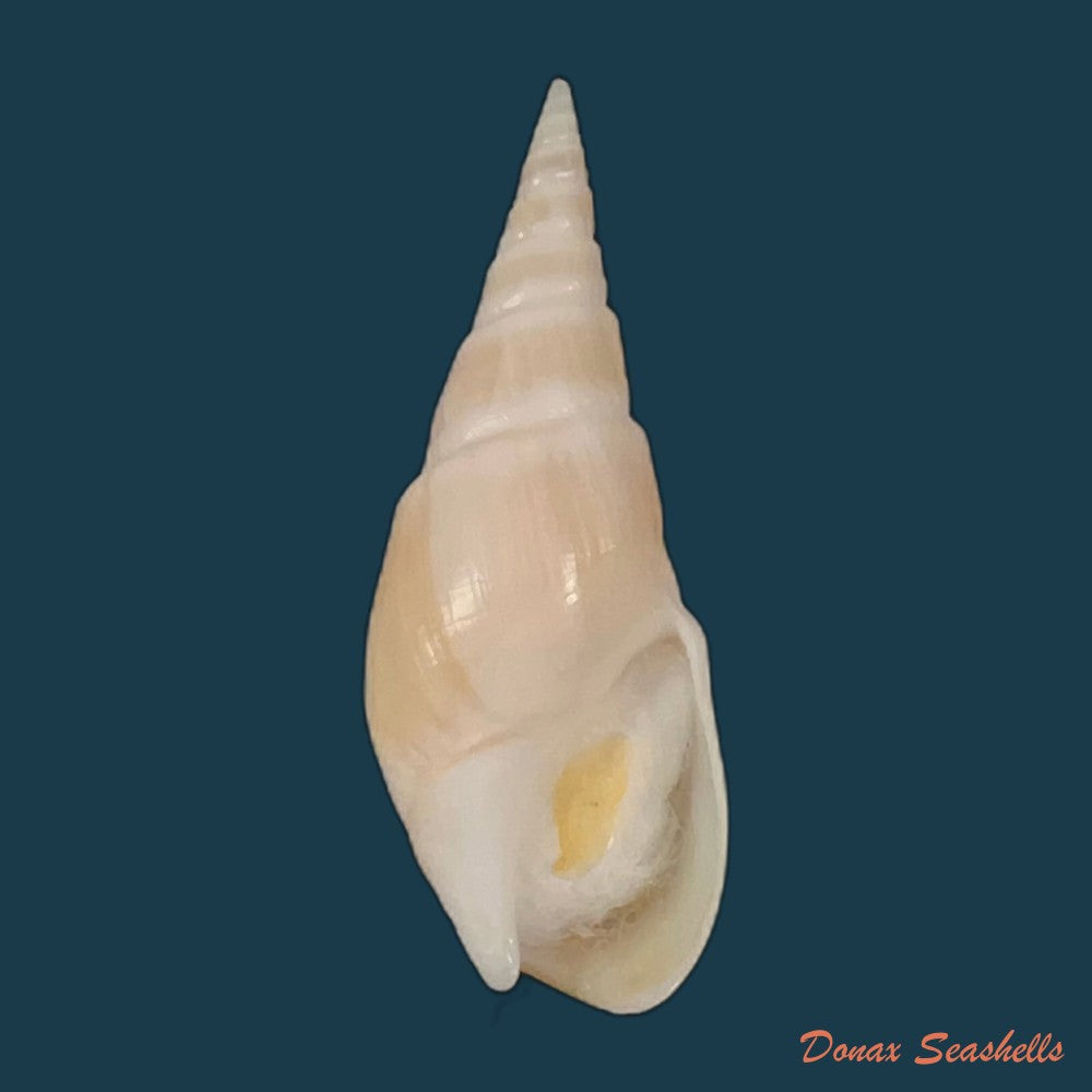bullia-semiplicata-j-e-gray-1833-32-5mm-copia