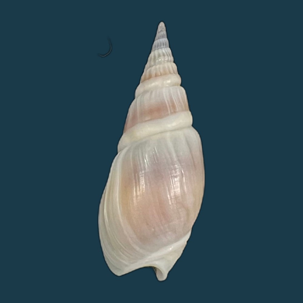 bullia-semiplicata-j-e-gray-1833-32-8mm-copia