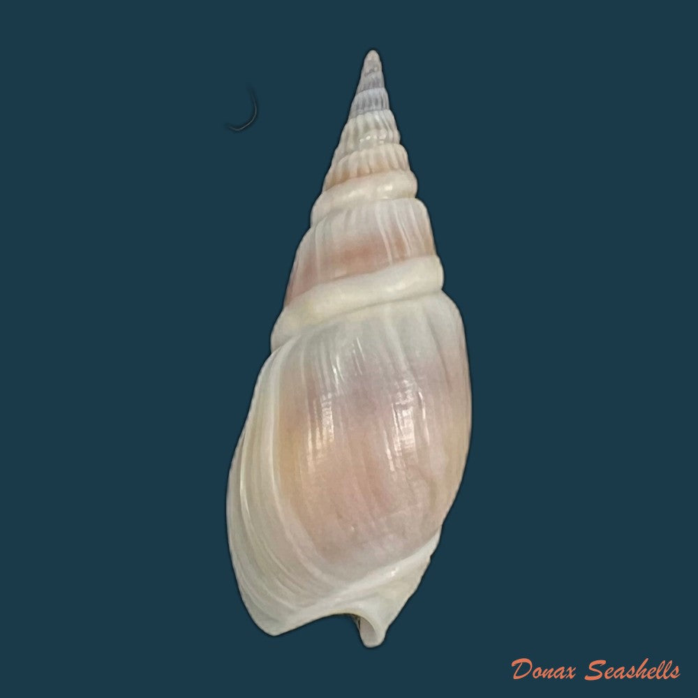 bullia-semiplicata-j-e-gray-1833-32-8mm-copia