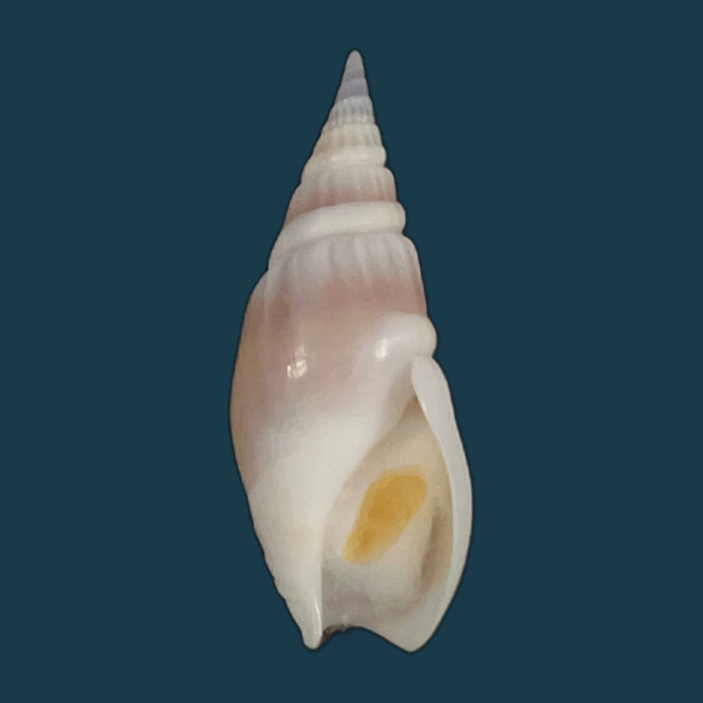 bullia-semiplicata-j-e-gray-1833-32-8mm-copia