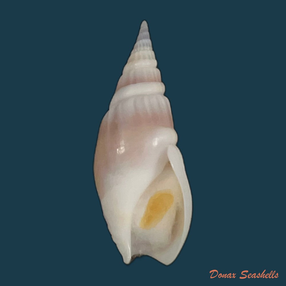 bullia-semiplicata-j-e-gray-1833-32-8mm-copia