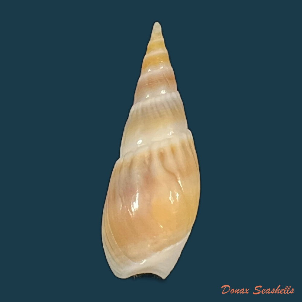 bullia-semiplicata-j-e-gray-1833-36-8mm-copia