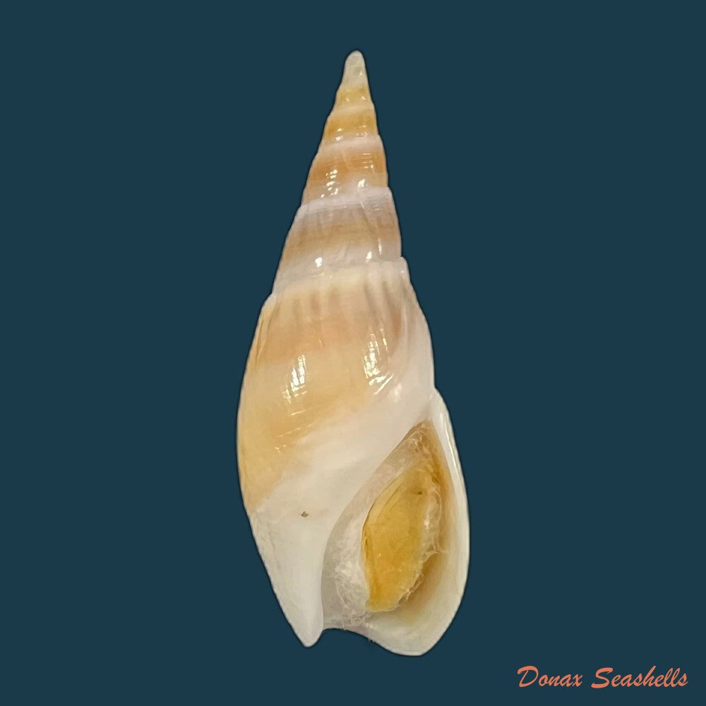 bullia-semiplicata-j-e-gray-1833-36-8mm-copia