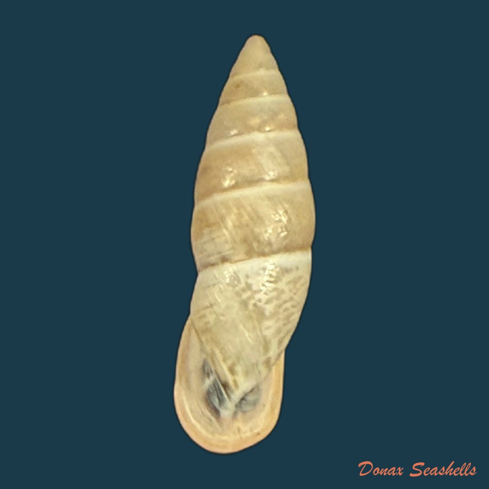 burringtonia-labrosa-menke-1828-48-9mm-copia