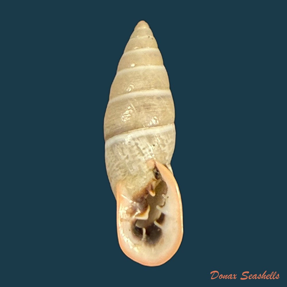 burringtonia-labrosa-menke-1828-48-9mm-copia