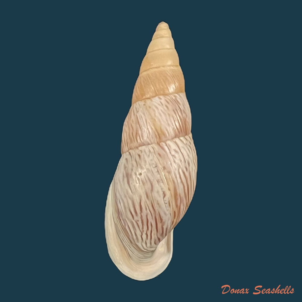 burringtonia-labrosa-menke-1828-57-6mm-copia