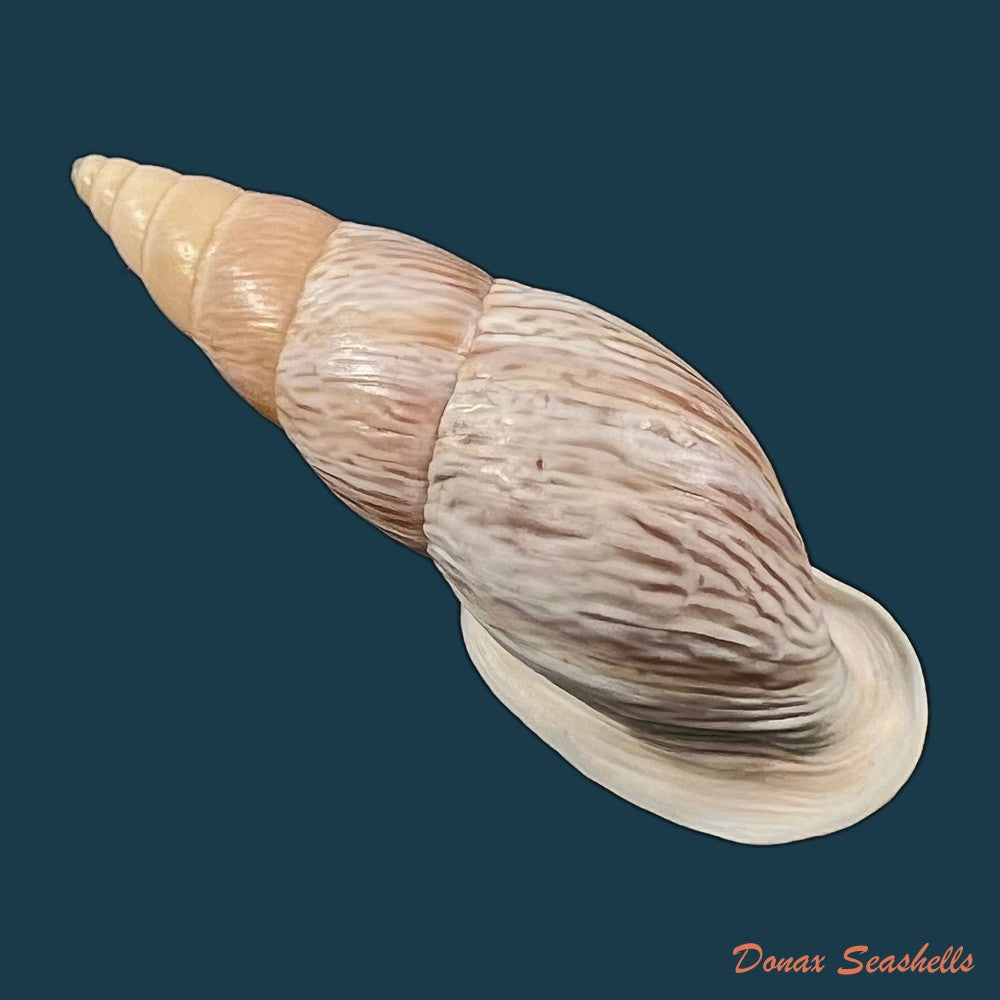 burringtonia-labrosa-menke-1828-57-6mm-copia