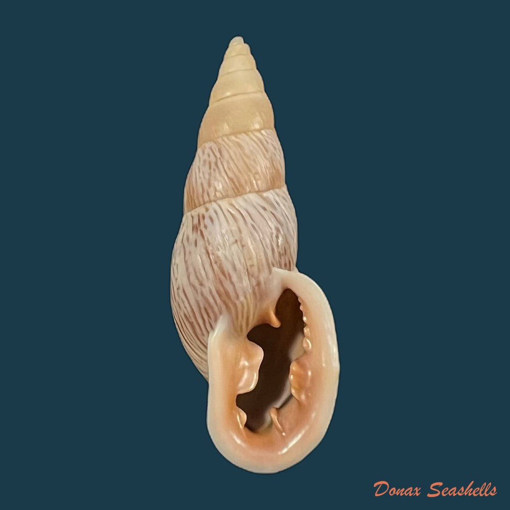 burringtonia-labrosa-menke-1828-57-6mm-copia