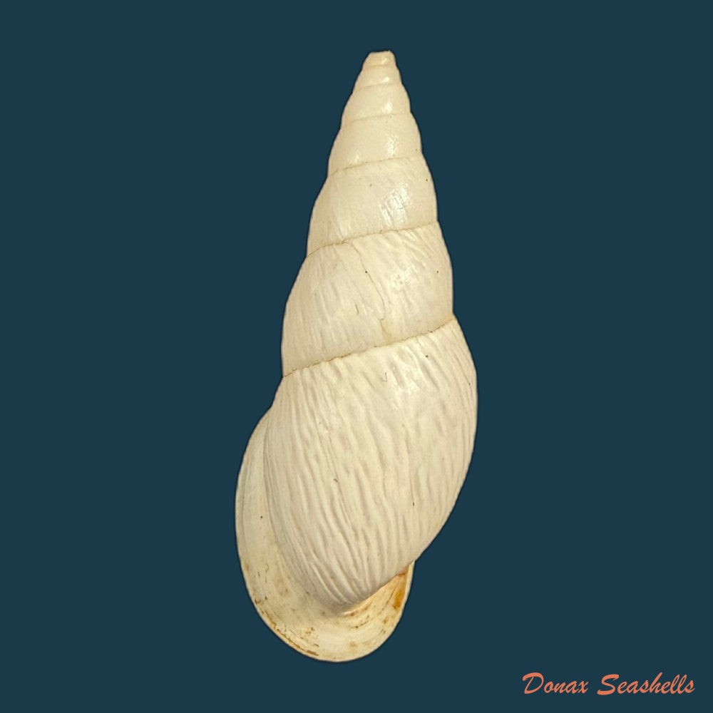 burringtonia-pantagruelina-s-moricand-1833-44-8mm-copia