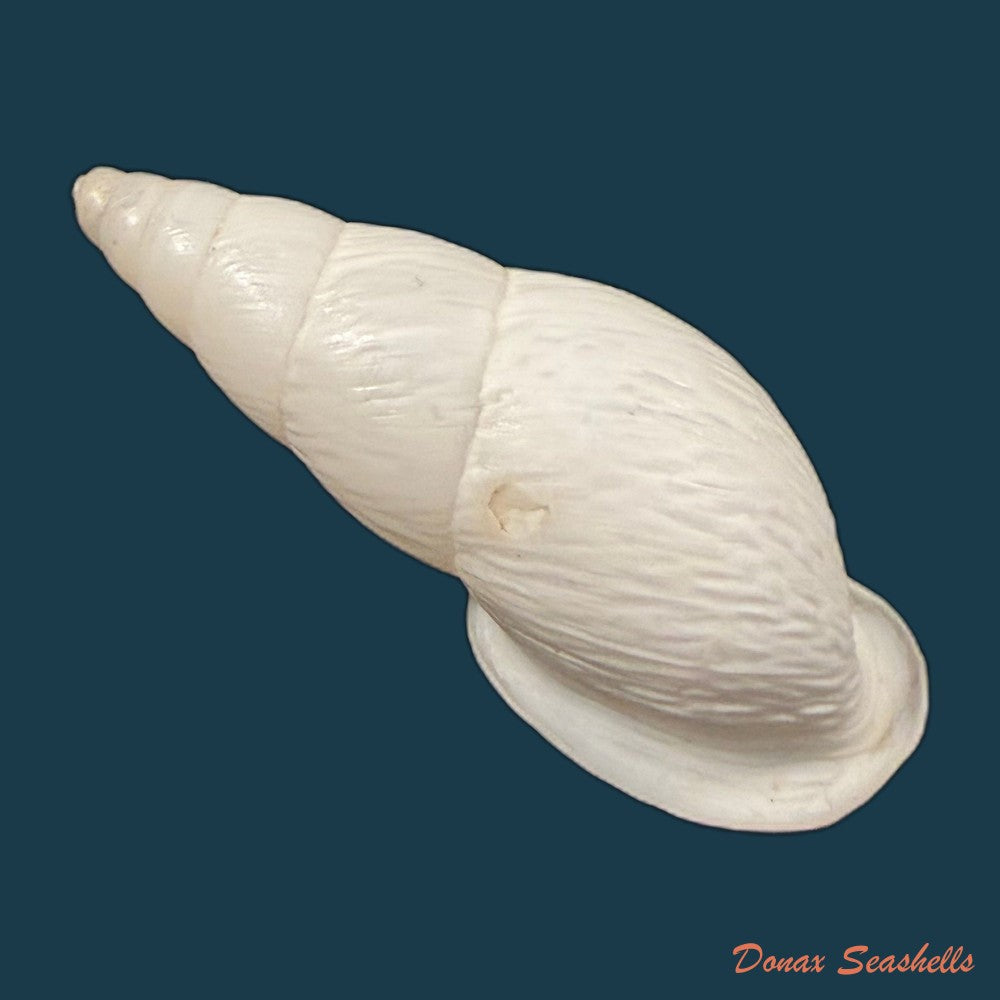 burringtonia-pantagruelina-s-moricand-1833-45-4mm-copia