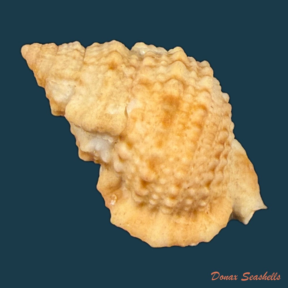 bursa-bufonariella-ranelloides-tenuisculpta-dautzenberg-h-fischer-1906-35mm-copia