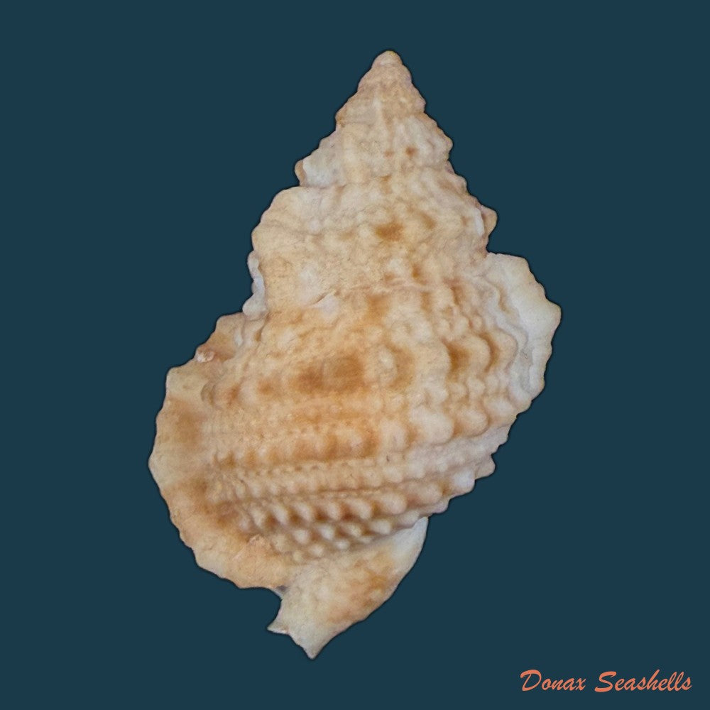 bursa-bufonariella-ranelloides-tenuisculpta-dautzenberg-h-fischer-1906-35mm-copia