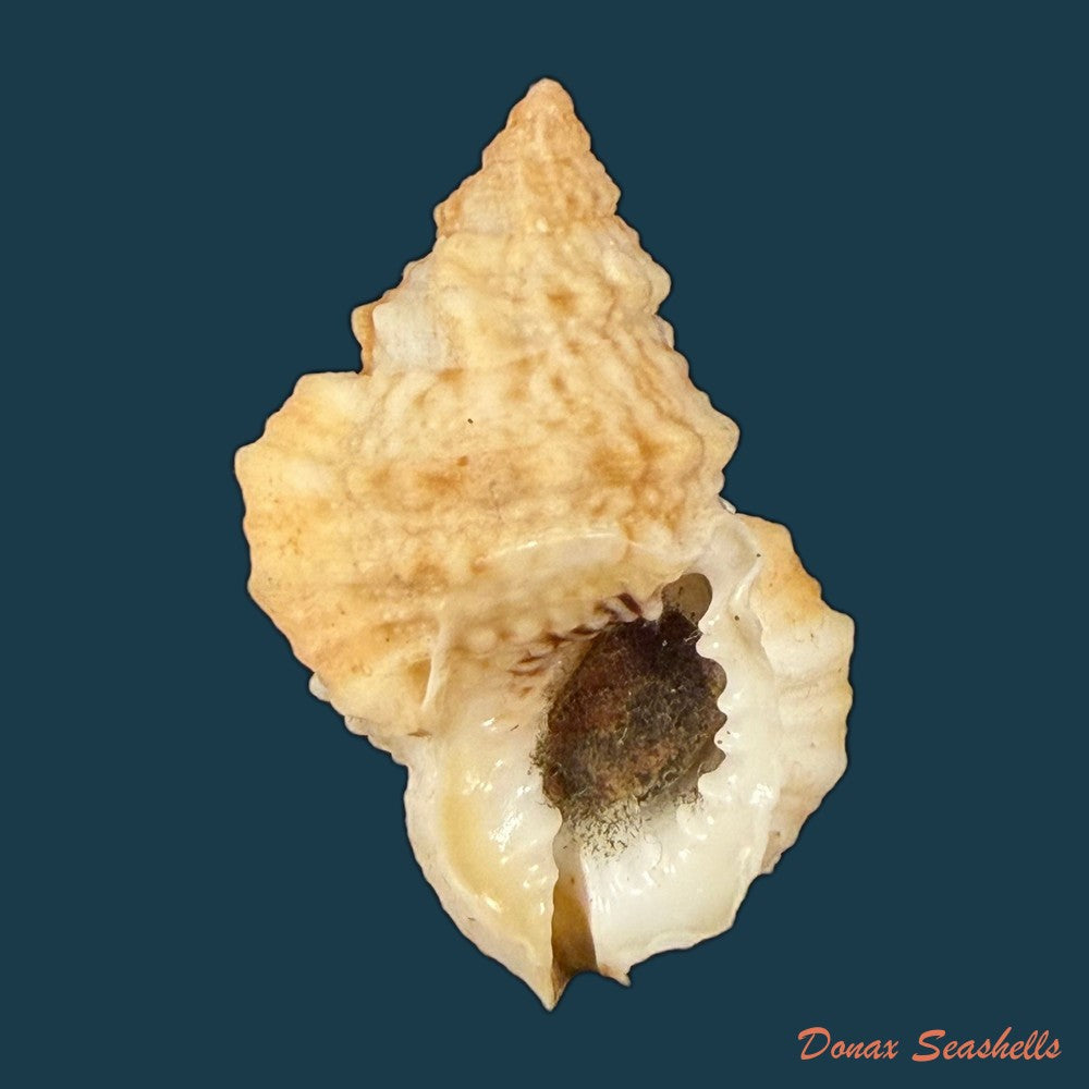 bursa-bufonariella-ranelloides-tenuisculpta-dautzenberg-h-fischer-1906-35mm-copia