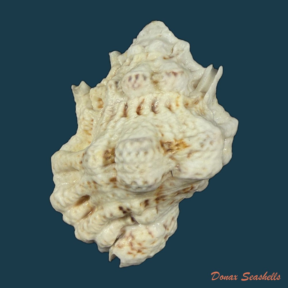 bursa-bufonia-gmelin-1791-67-6mm-copia-1