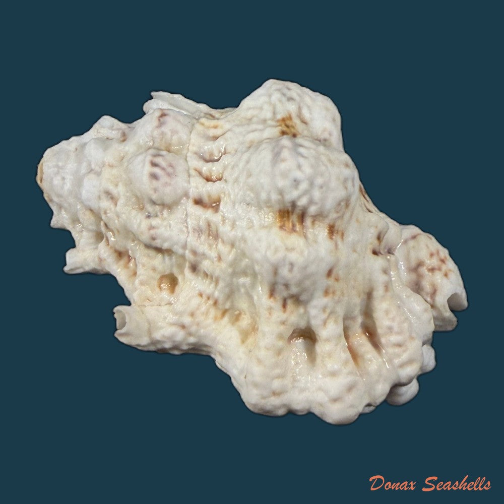 bursa-bufonia-gmelin-1791-67-6mm-copia-1