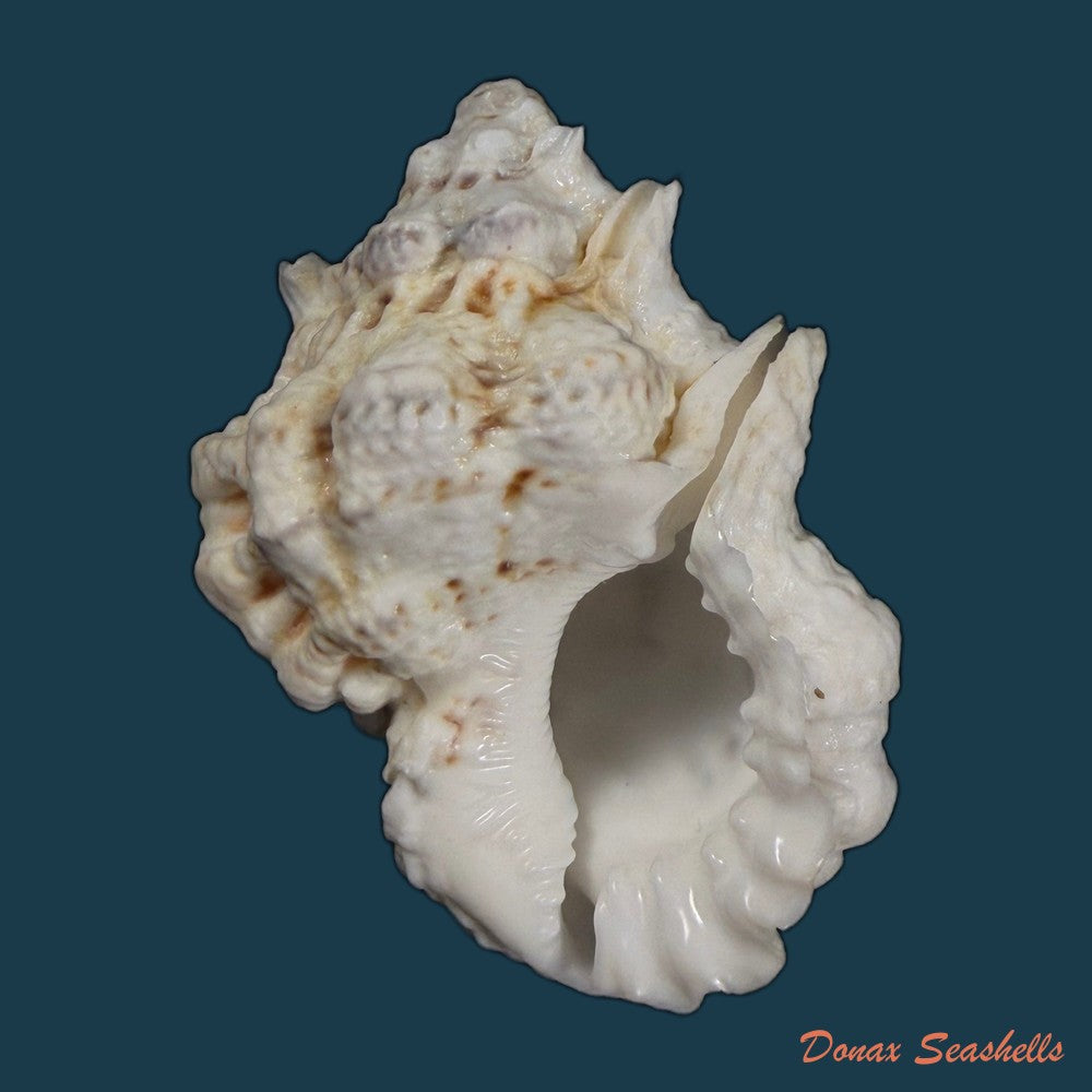 bursa-bufonia-gmelin-1791-67-6mm-copia-1
