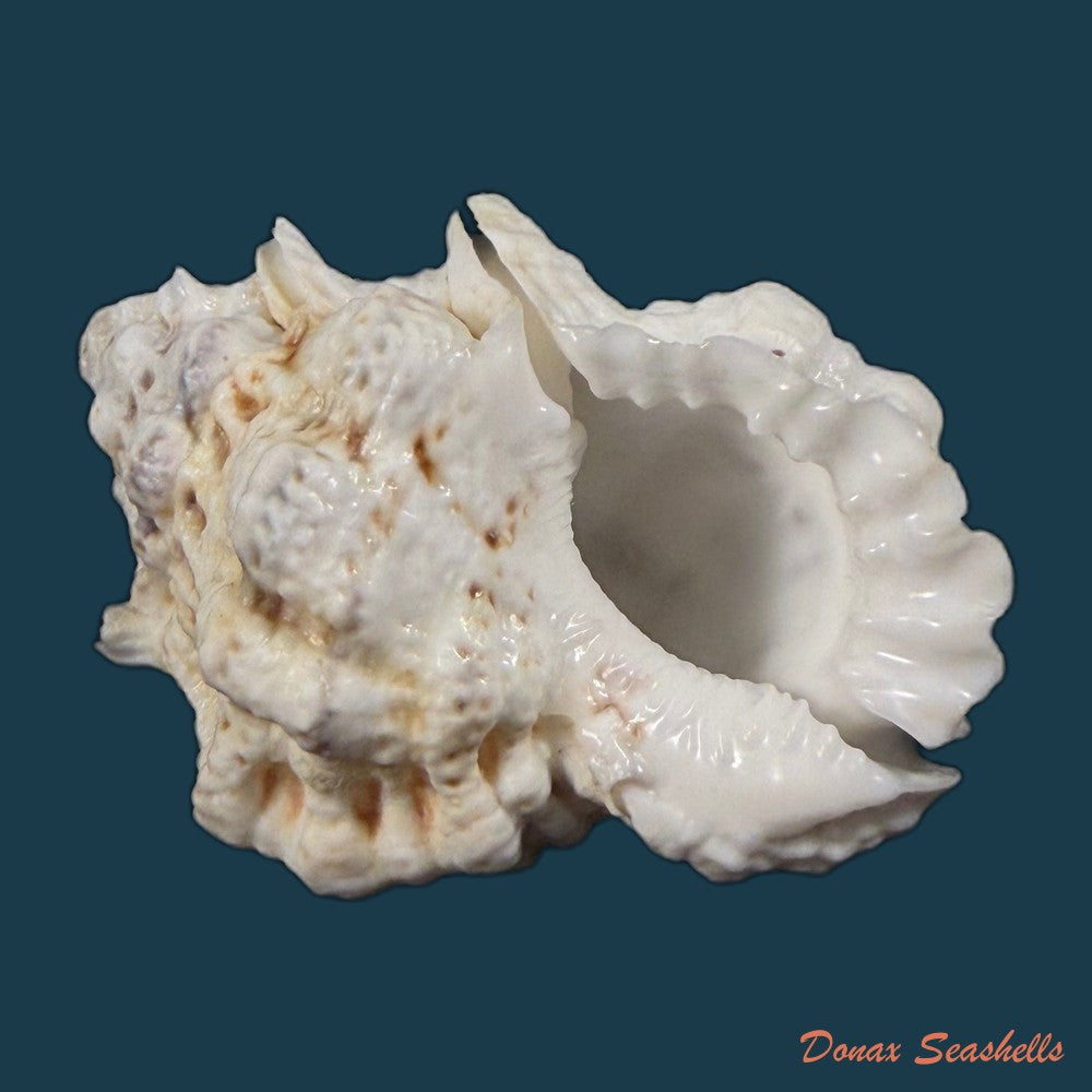 bursa-bufonia-gmelin-1791-67-6mm-copia-1