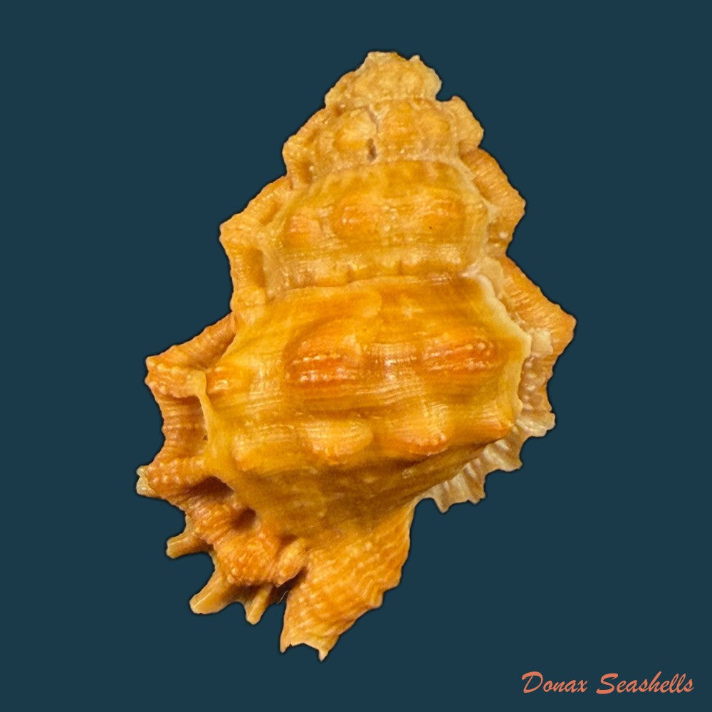 bursa-corrugata-ponderosa-reeve-1844-30-4mm-copia