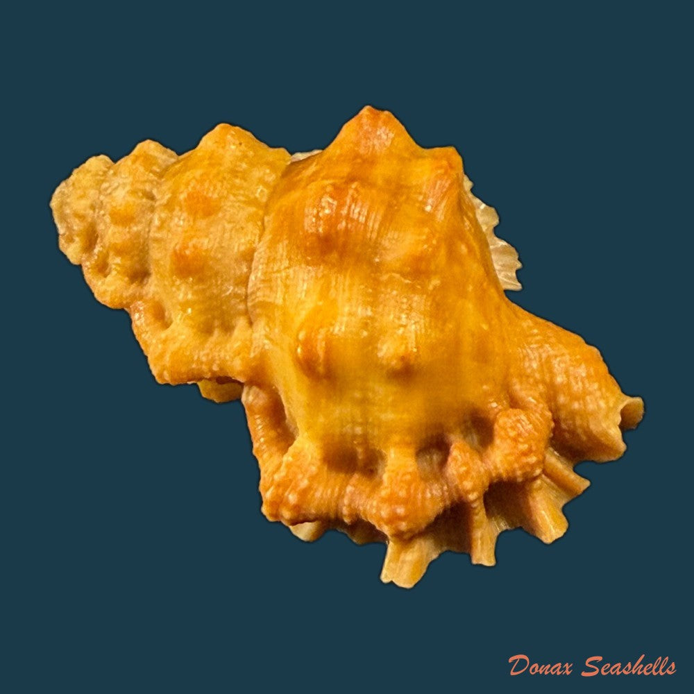 bursa-corrugata-ponderosa-reeve-1844-30-4mm-copia