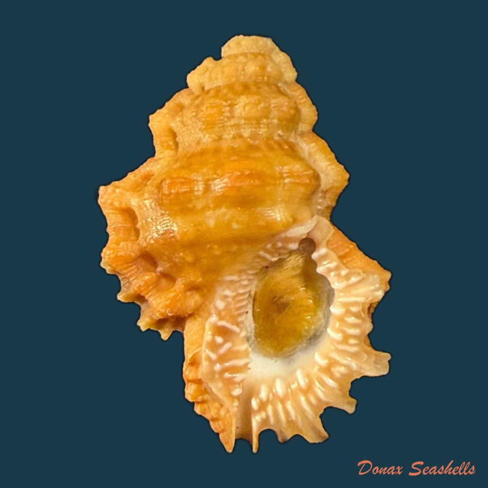 bursa-corrugata-ponderosa-reeve-1844-30-4mm-copia