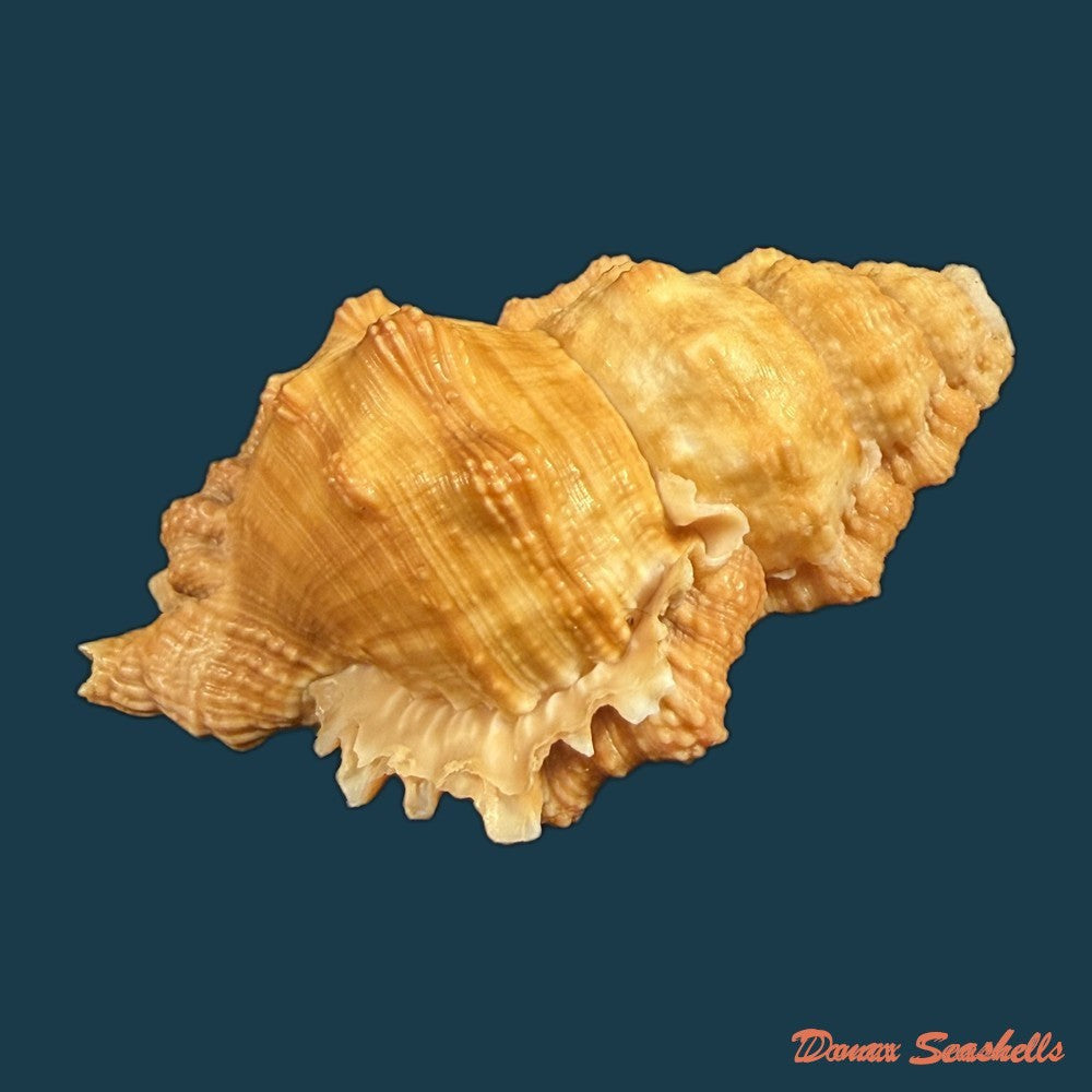 bursa-corrugata-ponderosa-reeve-1844-50-7mm-copia-1