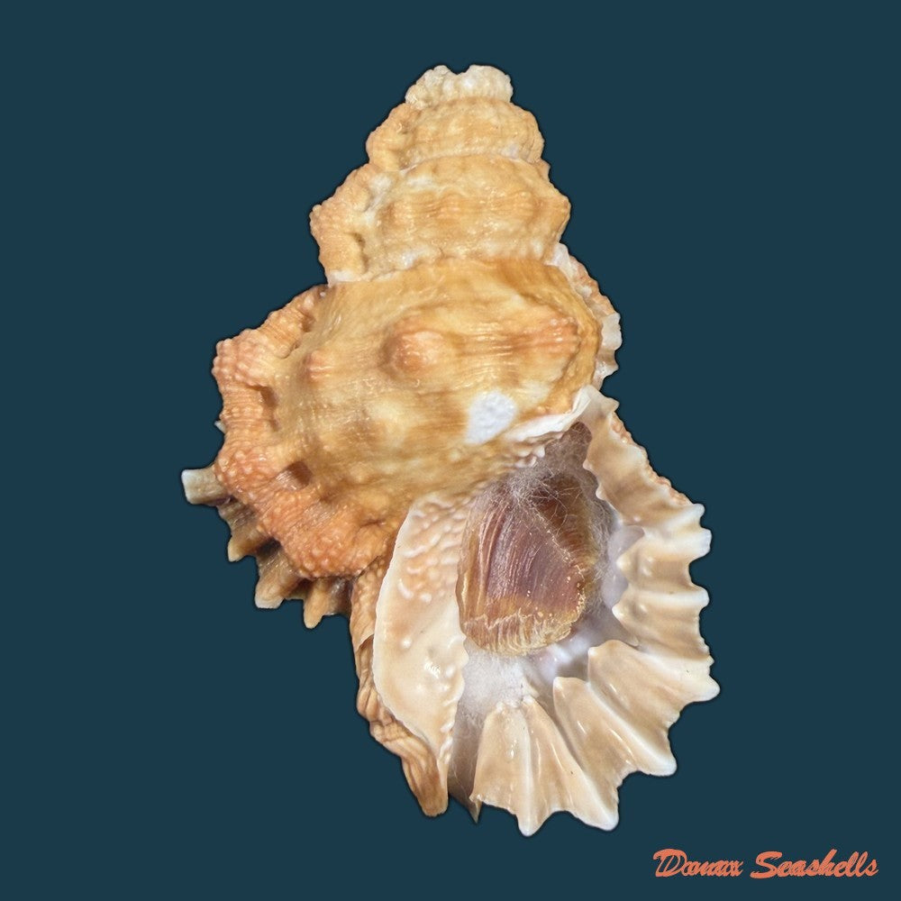 bursa-corrugata-ponderosa-reeve-1844-50-7mm-copia-1