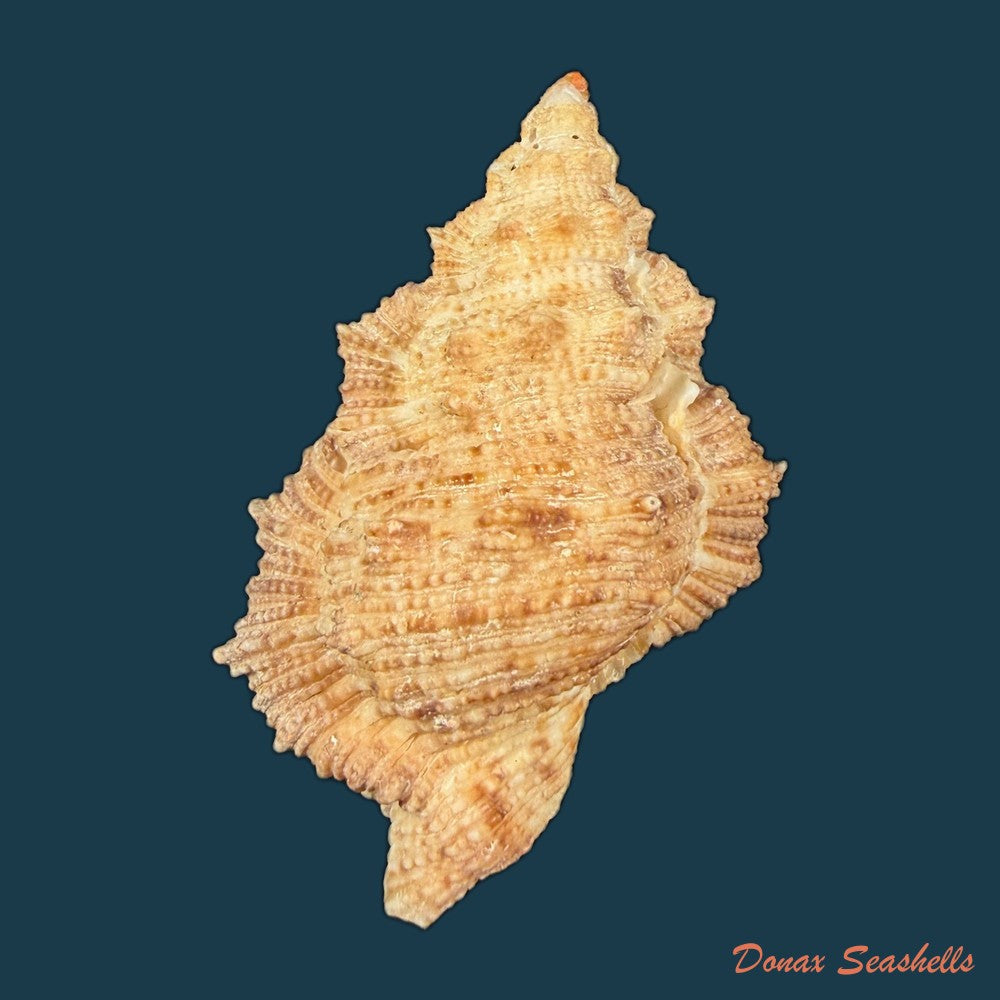 bursa-corrugata-ponderosa-reeve-1844-50-7mm-copia