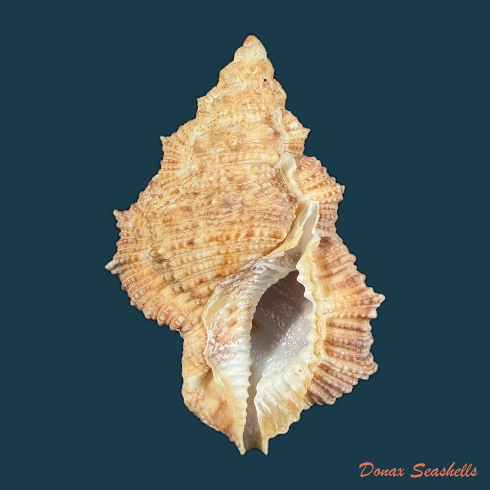 bursa-corrugata-ponderosa-reeve-1844-50-7mm-copia