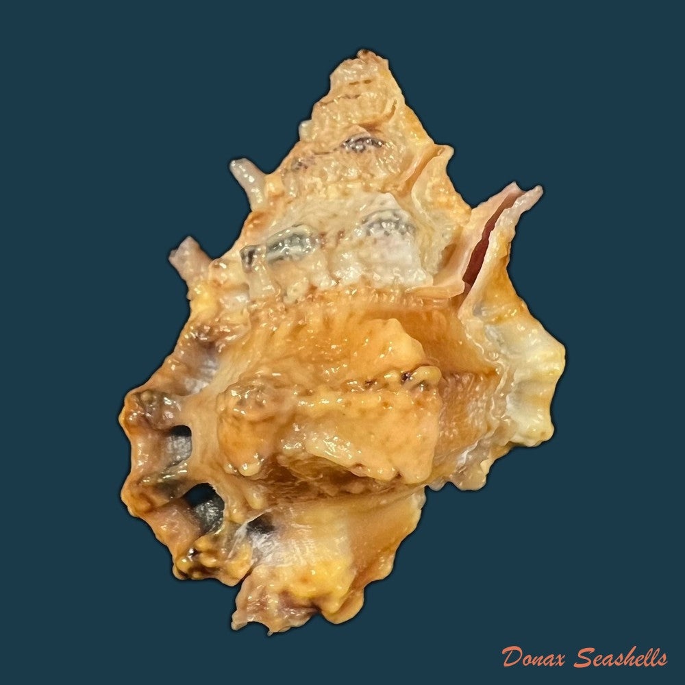 bursa-lamarckii-deshayes-1853-33-2mm-copia