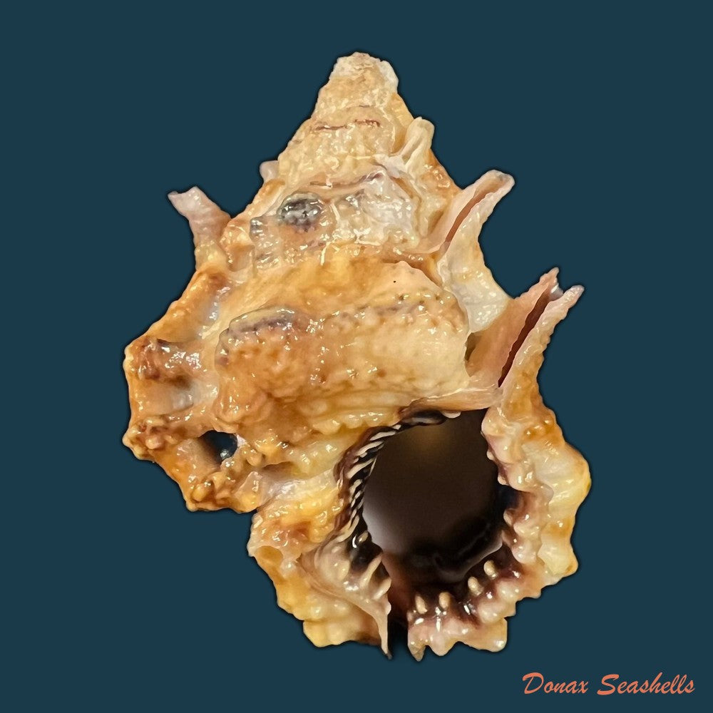 bursa-lamarckii-deshayes-1853-33-2mm-copia