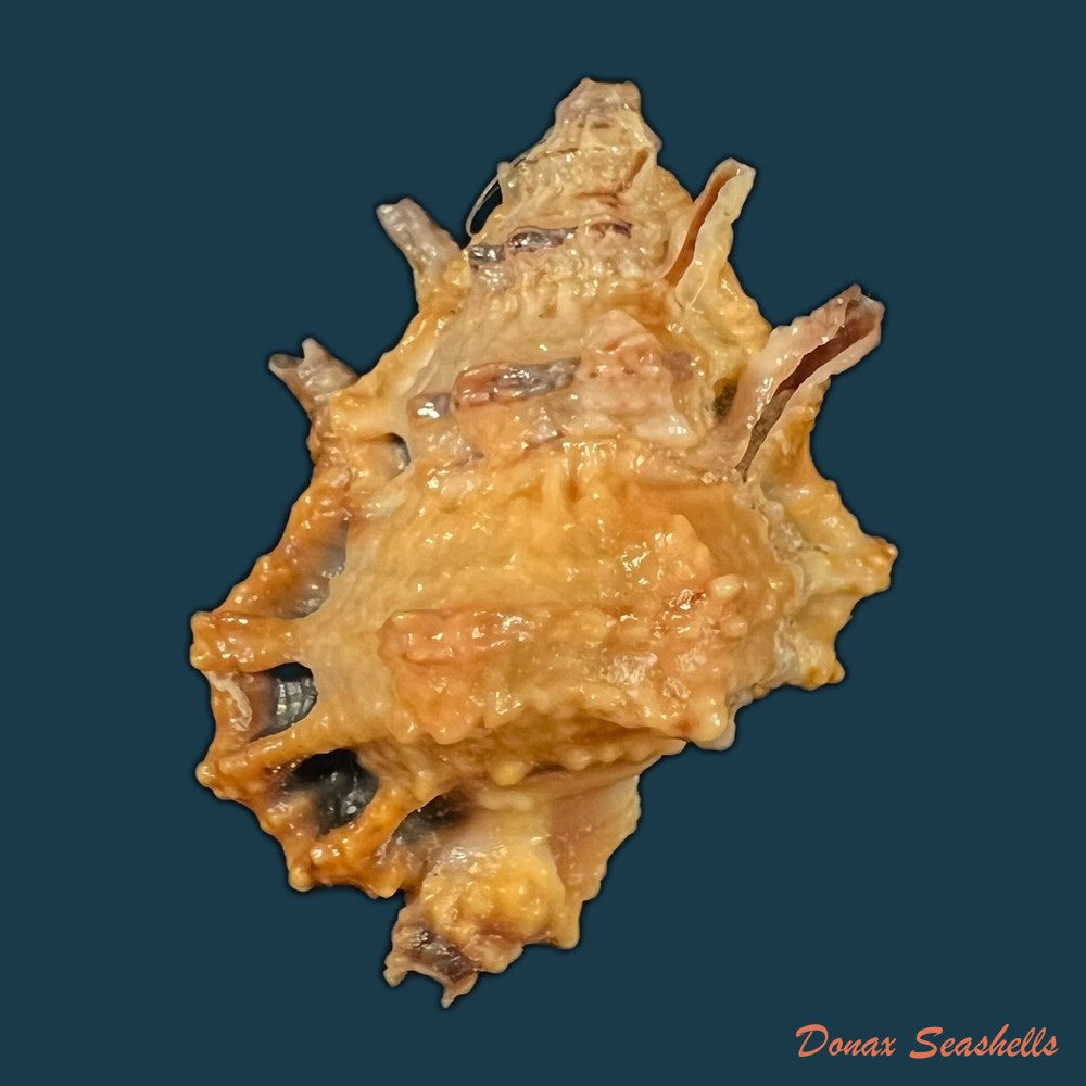 bursa-lamarckii-deshayes-1853-34-2mm-copia
