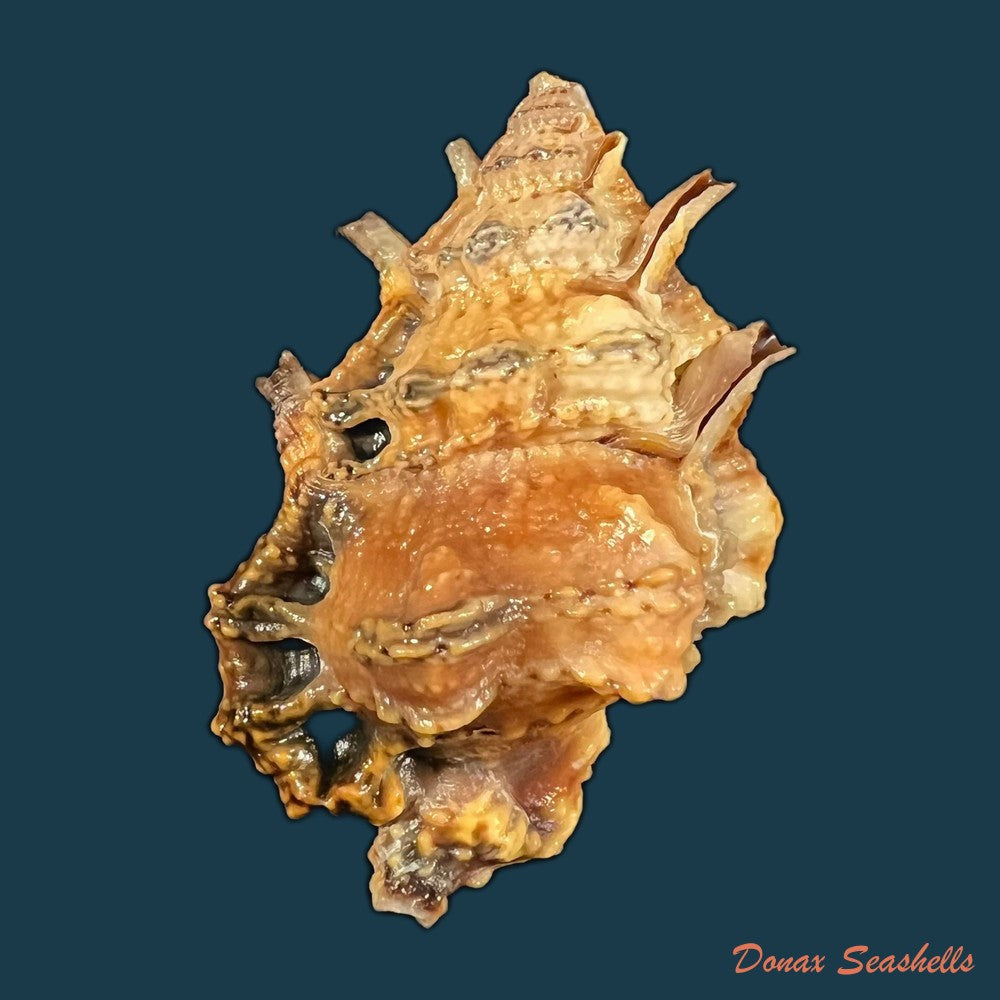 bursa-rhodostoma-g-b-sowerby-ii-1835-25-7mm-copia