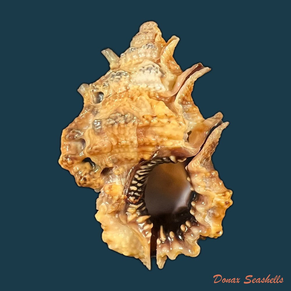 bursa-rhodostoma-g-b-sowerby-ii-1835-25-7mm-copia