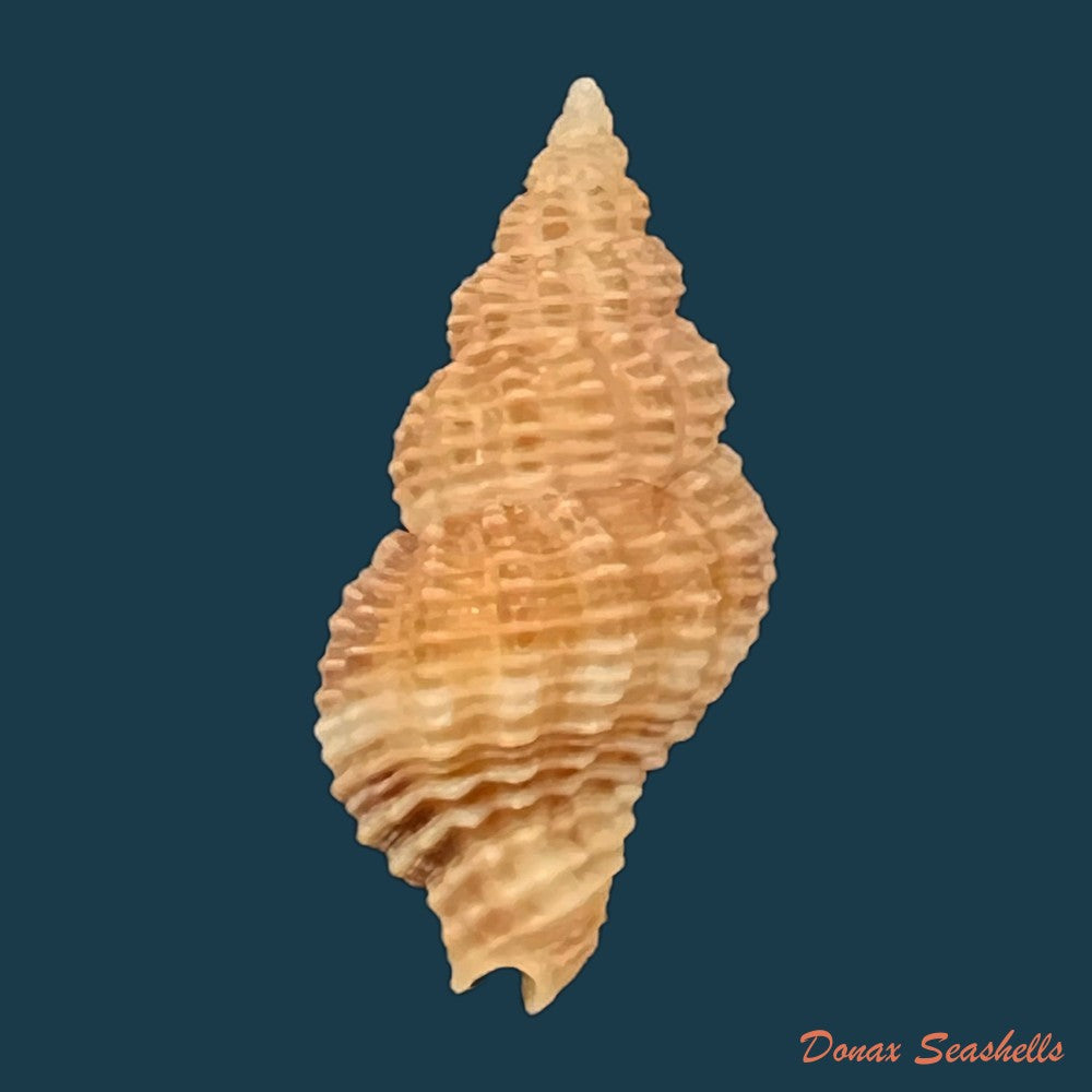 caducifer-nigrocostatus-reeve-1846-17-6mm-copia