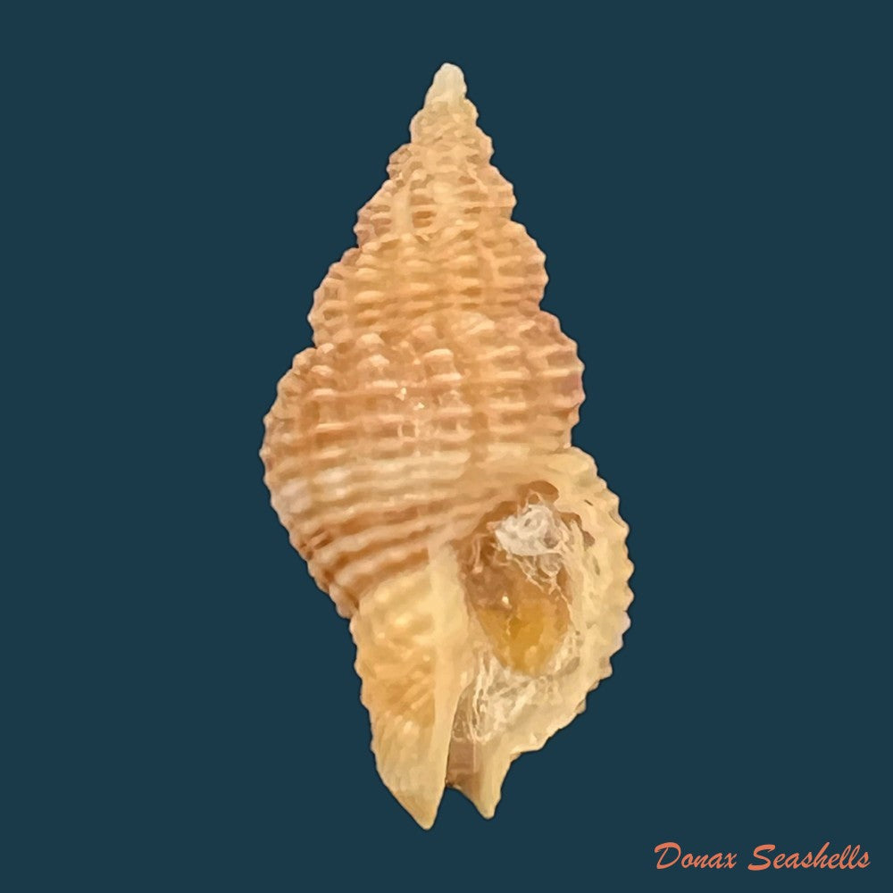 caducifer-nigrocostatus-reeve-1846-17-6mm-copia