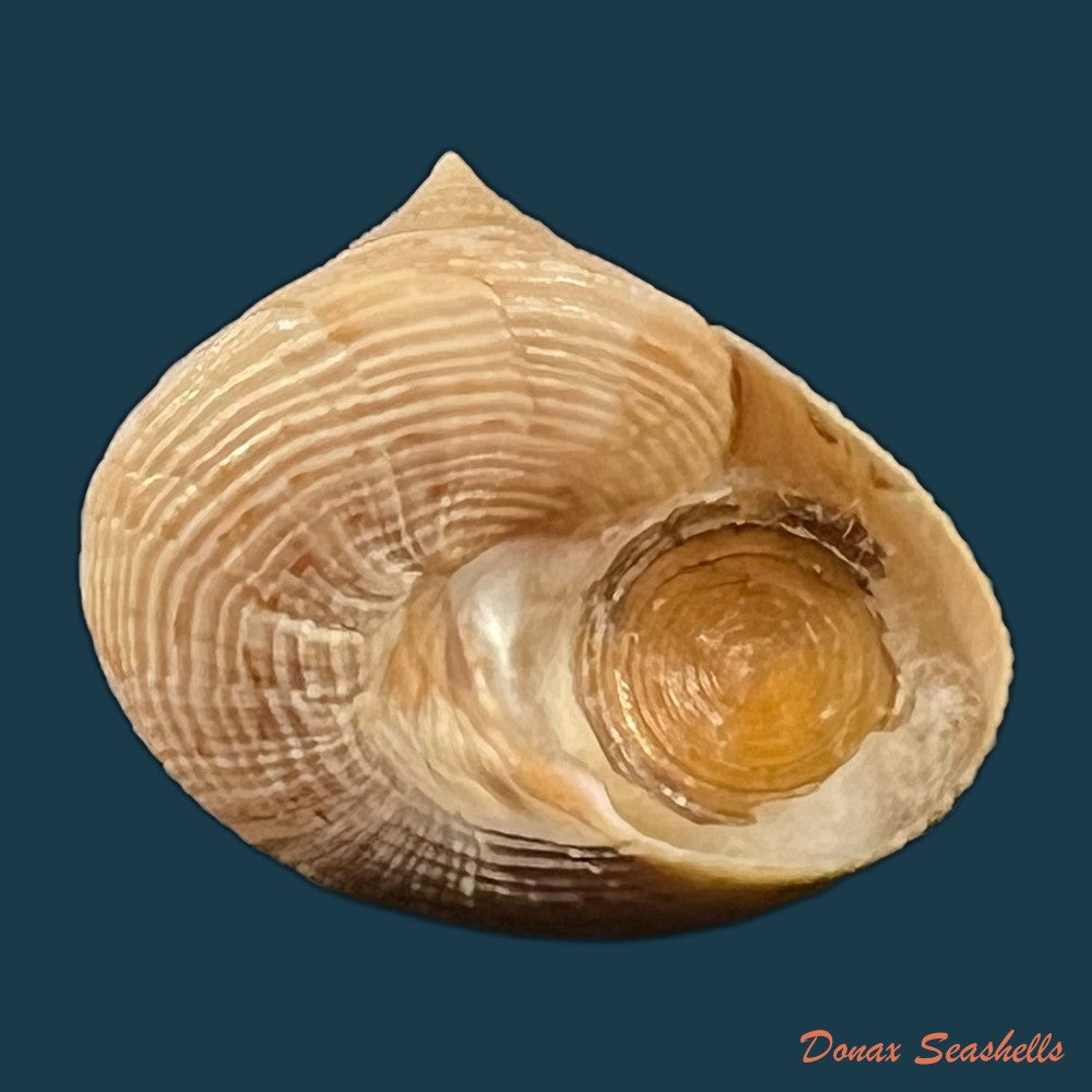 calliostoma-tupinamba-dornellas-2012-20-9mm-copia