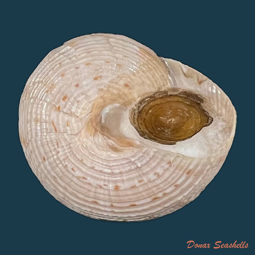 calliostoma-tupinamba-dornellas-2012-20-9mm-copia