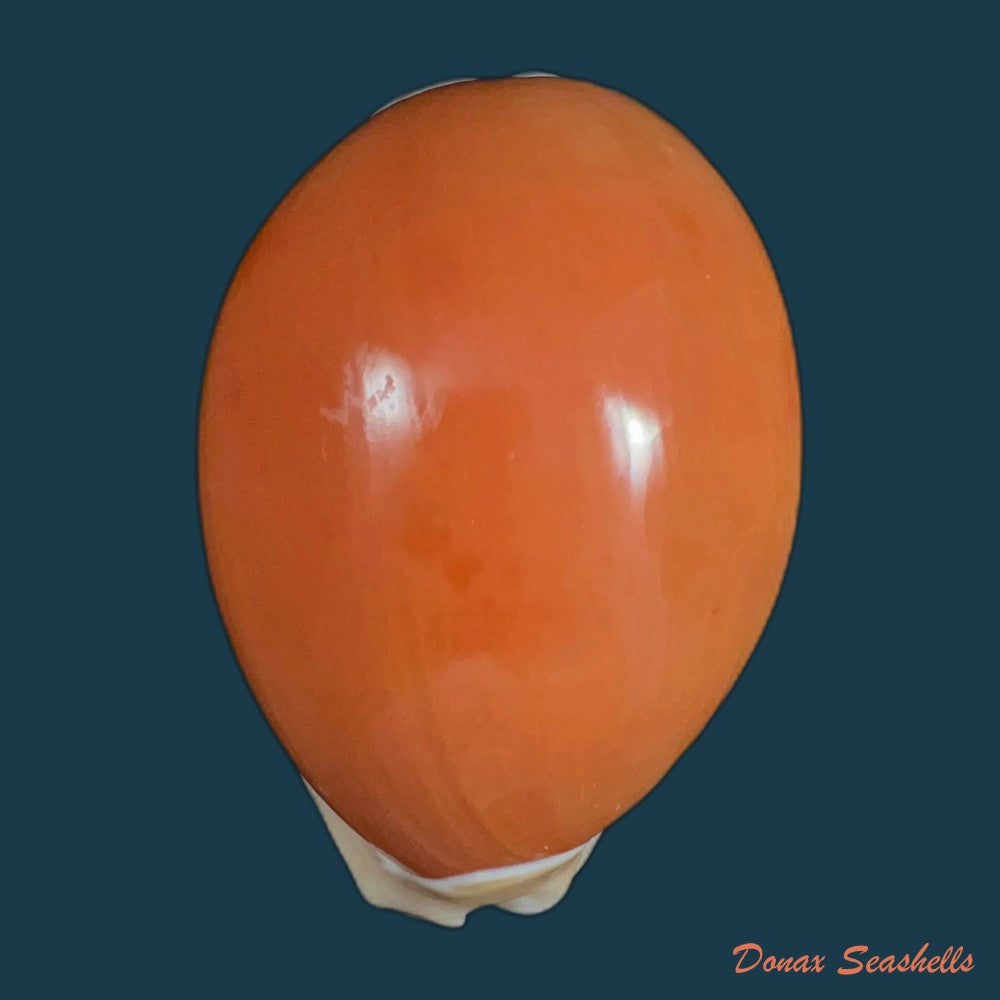 callistocypraea-aurantium-gmelin-1791-85-3mm-copia