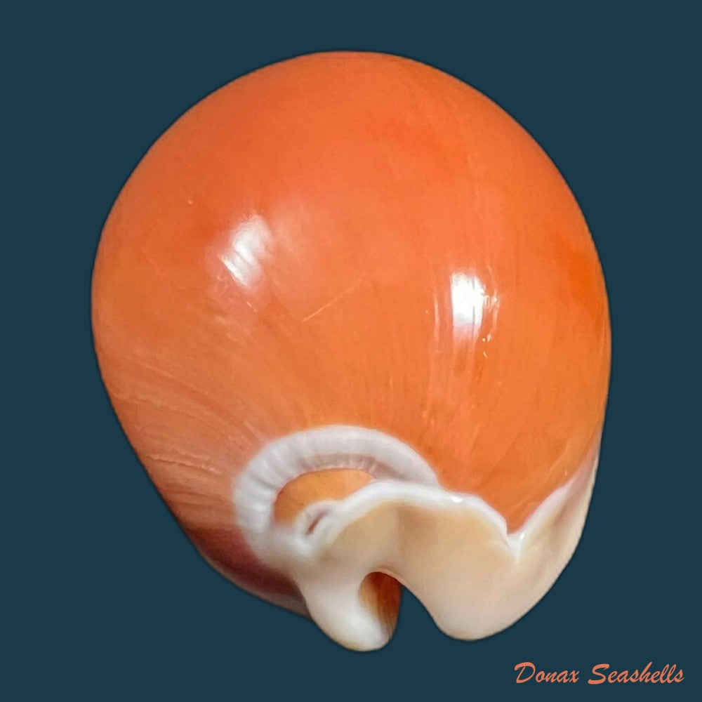 callistocypraea-aurantium-gmelin-1791-85-3mm-copia