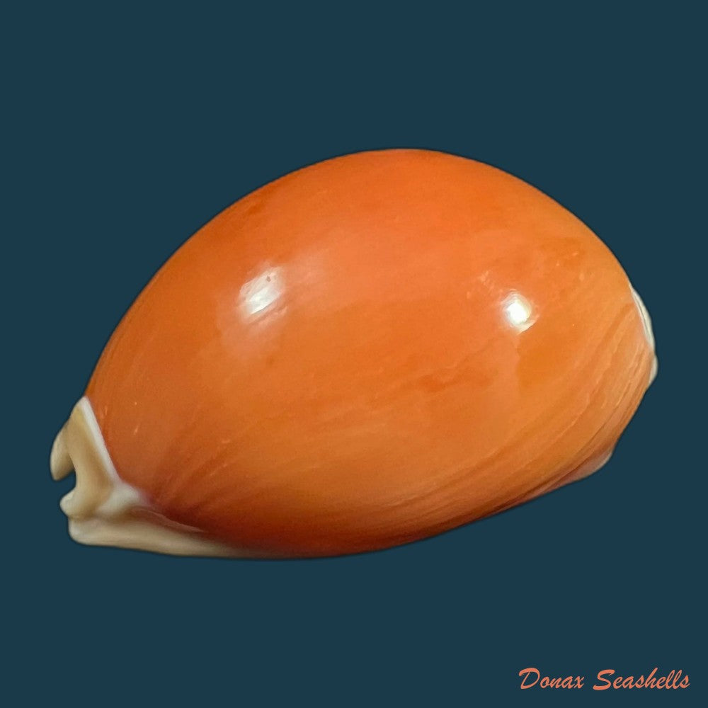 callistocypraea-aurantium-gmelin-1791-85-3mm-copia