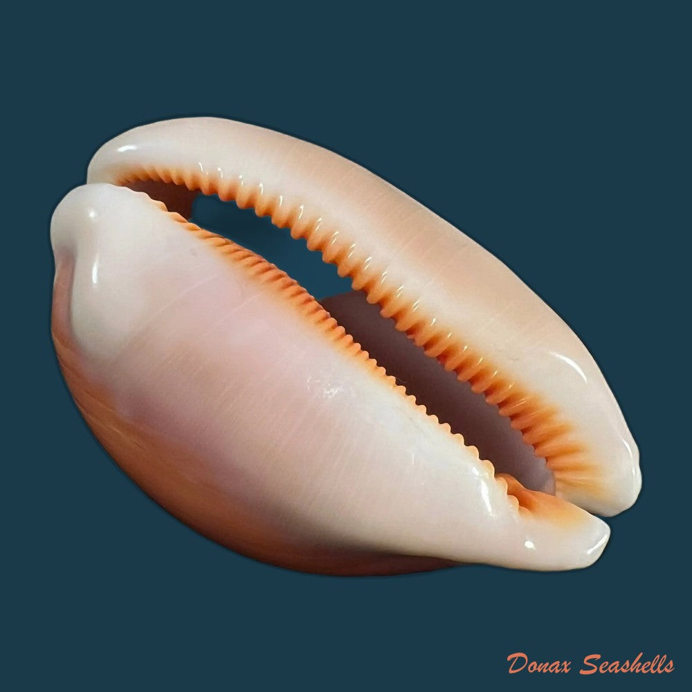 callistocypraea-aurantium-gmelin-1791-85-3mm-copia