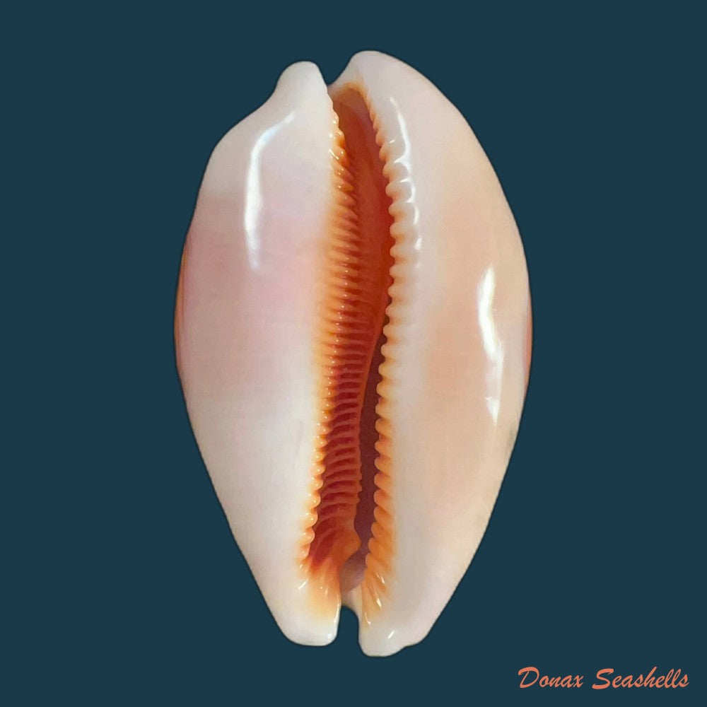 callistocypraea-aurantium-gmelin-1791-85-3mm-copia