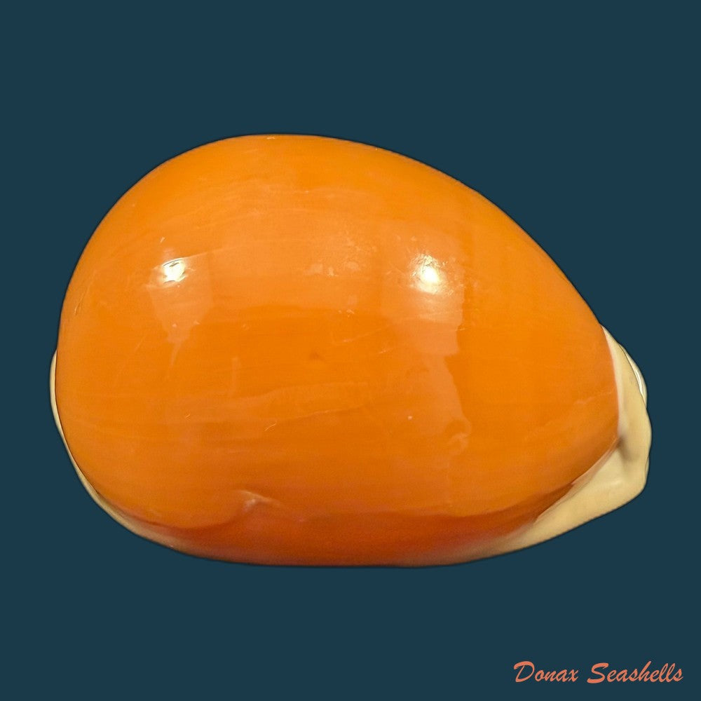 callistocypraea-aurantium-gmelin-1791-90-4mm-copia