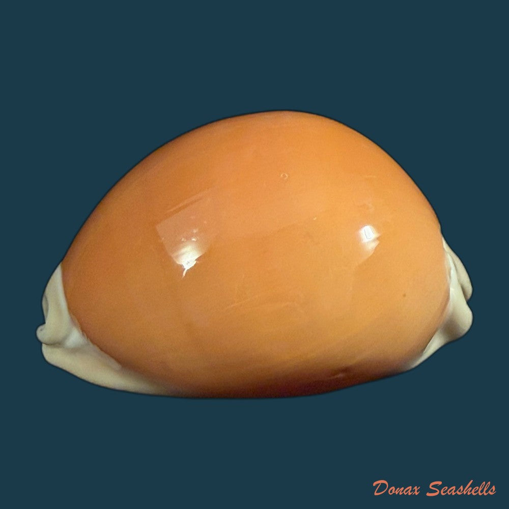 callistocypraea-aurantium-gmelin-1791-90-4mm-copia